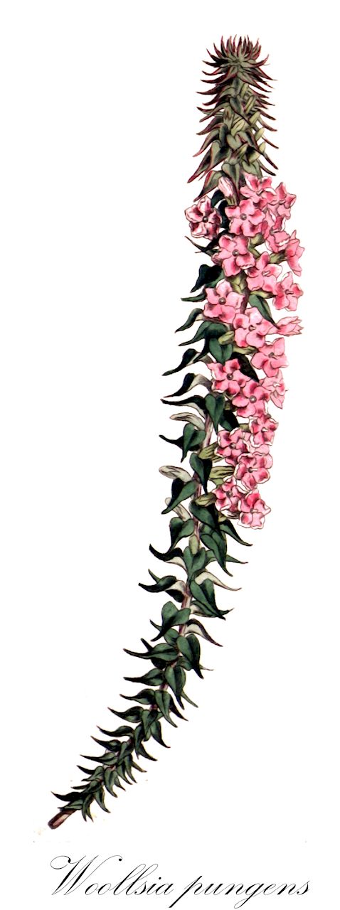 Woollsia pungens - Ericaceae,Plantae,Pteridobiotina,Angiosperms,Ericales,Ericaceae,Epacridoideae,Woollsia,Woollsia pungens,Epacris attenuata, Epacris odorata, Epacris pungens, Epacris rosea, Lysinema attenuatum, Lysinema pungens, Lysinema roseum, Lysinema ruscifolium, Lysinema sieberi