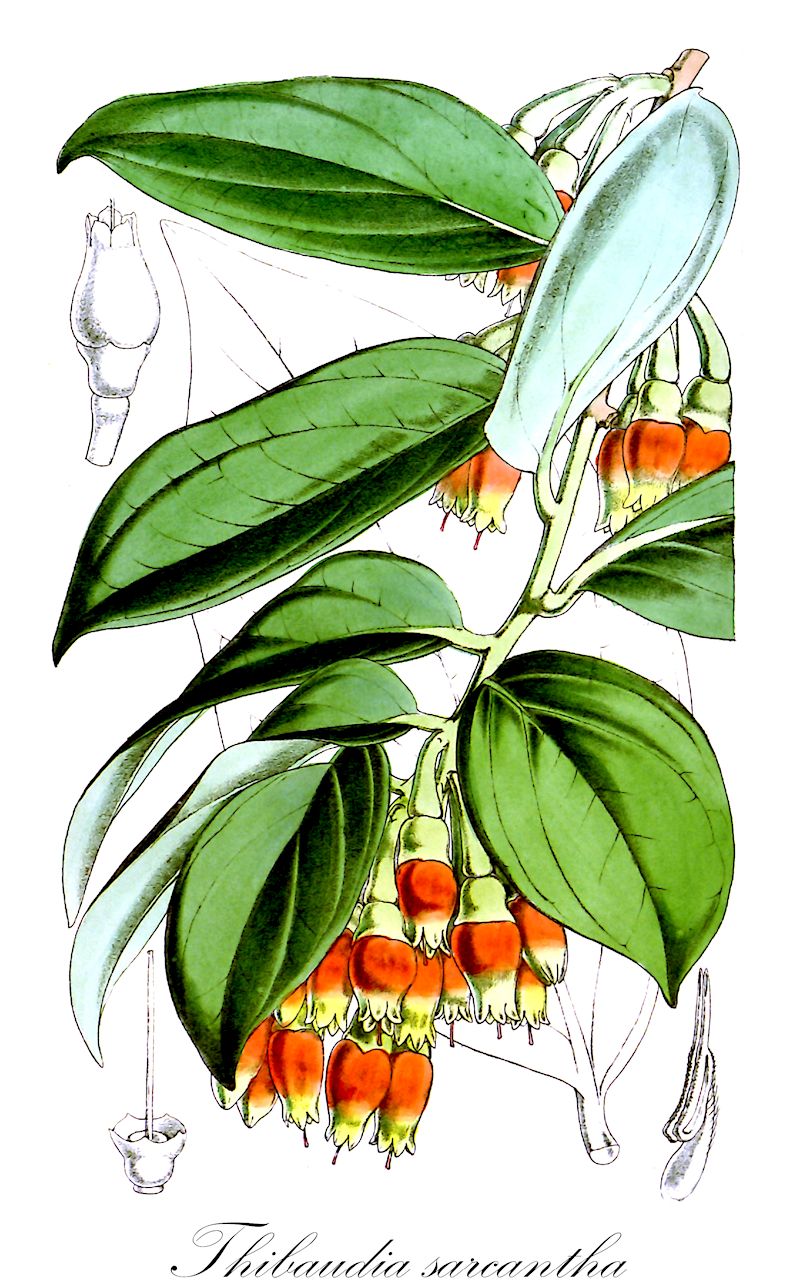Thibaudia sarcantha - Ericaceae,Plantae,Pteridobiotina,Angiosperms,Ericales,Ericaceae,Vaccinioideae,Thibaudia,Thibaudia sarcantha