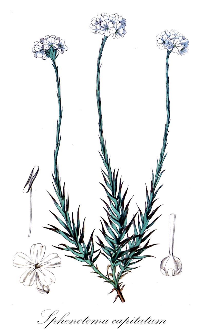 Sphenotoma capitatum - Ericaceae,Plantae,Pteridobiotina,Angiosperms,Ericales,Ericaceae,Epacridoideae,Sphenotoma,Sphenotoma capitatum,Dracophyllum capitatum, Epacris capitata