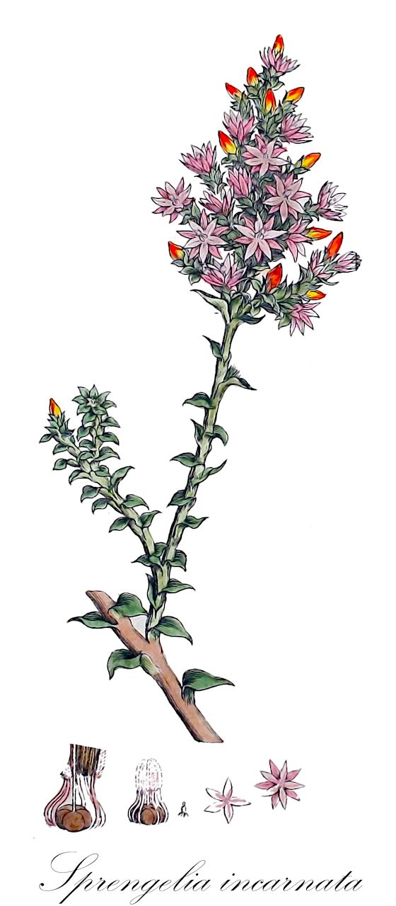 Sprengelia incarnata - Ericaceae,Plantae,Pteridobiotina,Angiosperms,Ericales,Ericaceae,Epacridoideae,Sprengelia,Sprengelia incarnata,Poiretia cucullata
