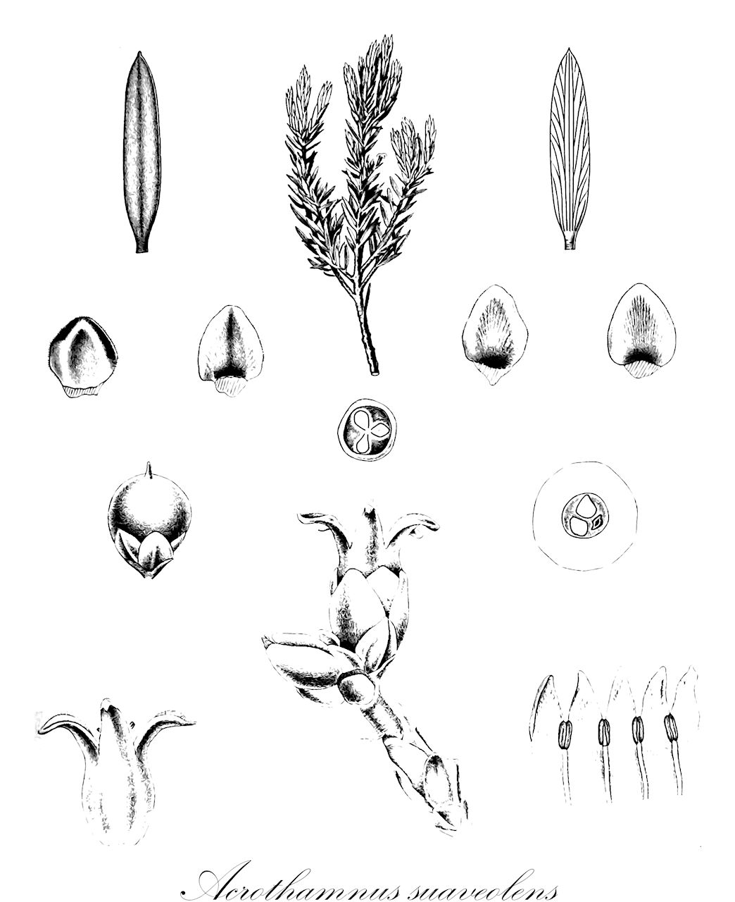 Acrothamnus suaveolens - Ericaceae,Plantae,Pteridobiotina,Angiosperms,Ericales,Ericaceae,Epacridoideae,Acrothamnus,Acrothamnus suaveolens,Leucopogon philippinensis, Leucopogon suaveolens, Styphelia obtusifolia, Styphelia philippinensis, Styphelia spicata, Styphelia suaveolens, Styphelia suaveolens, Styphelia trilocularis, Styphelia vandewateri