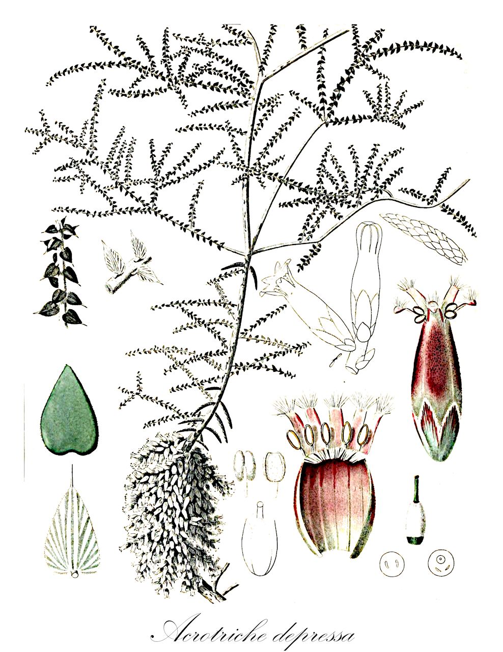 Acrotriche depressa - Ericaceae,Plantae,Pteridobiotina,Angiosperms,Ericales,Ericaceae,Epacridoideae,Acrotriche,Acrotriche depressa,Acrotriche depressa var. loddigesii, Styphelia depressa