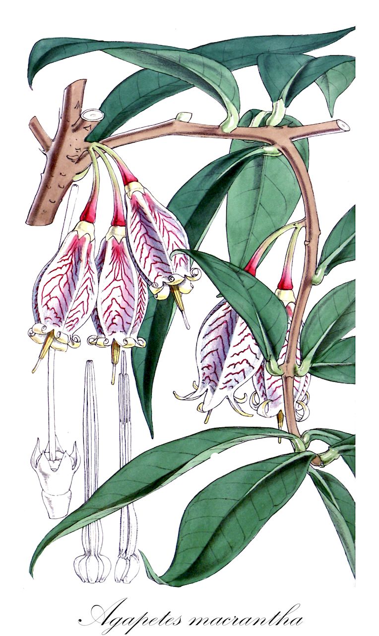 Agapetes macrantha - Ericaceae,Plantae,Pteridobiotina,Angiosperms,Ericales,Ericaceae,Vaccinioideae,Agapetes,Agapetes macrantha,Agapetes variegata var. macrantha, Agapetes variegatum var. macrantha, Ceratostema variegatum, Thibaudia macrantha, Vaccinium variegatum var. macrantha