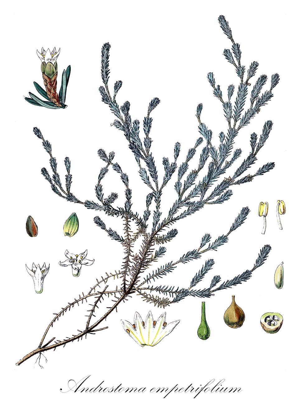 Androstoma empetrifolium - Ericaceae,Plantae,Pteridobiotina,Angiosperms,Ericales,Ericaceae,Epacridoideae,Androstoma,Androstoma empetrifolium,Cyathodes empetrifolia, Styphelia androstoma, Styphelia taxifolia