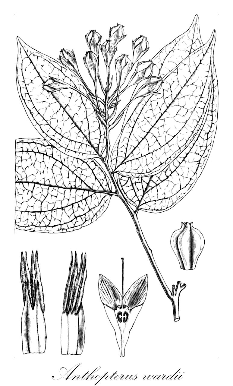 Anthopterus wardii - Ericaceae,Plantae,Pteridobiotina,Angiosperms,Ericales,Ericaceae,Vaccinioideae,Anthopterus,Anthopterus wardii,Anthopterus bracteatus, Thibaudia wardii