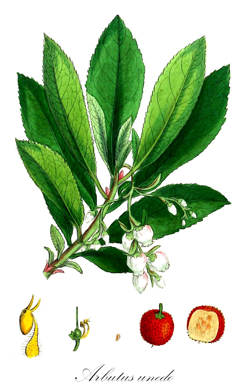 Arbutus unedo - Ericaceae,Plantae,Pteridobiotina,Angiosperms,Ericales,Ericaceae,Arbutoideae,Arbutus,Arbutus unedo,Arbutus cassinifolia, Arbutus crispa, Arbutus ferruginea, Arbutus integrifolia, Arbutus intermedia, Arbutus laurifolia, Arbutus nothocomaros, Arbutus pavarii, Arbutus procumbens, Arbutus salicifolia, Arbutus serratifolia, Arbutus turbinata, Arbutus unedo f. subcrenata, Arbutus unedo var. ellipsoidea, Arbutus unedo var. salicifolia, Arbutus vulgaris,Westlicher Erdbeerbaum;strawberry-tree;arbousier commun;arbre aux fraises;arbousier;arbousier unédo;frôle;olonier;madrono;madroño;albornio;alborocera;alborozas;borto;albatro;corbezzolo;arbuto;cocomero;rossetto;suorvo;aardbeiboom;medronheiro;ervedeiro;êrvedo;êrvodo;medronheiro-comum;meródios;земляничное дерево;земляничник обыкновенный;земляничник крупноплодный;арбутус обыкновенный;земляничное дерево крупноплодное;kocayemiş;mare;arboç;arbocer;cirerer de pastor;cirerer dels llops;llipoter;sirerer d'arboç;planika;smultronträd;navadna jagodičnica;abo hno;bekhanou;sasnou;أبو حنو;kandana;kurkuxa