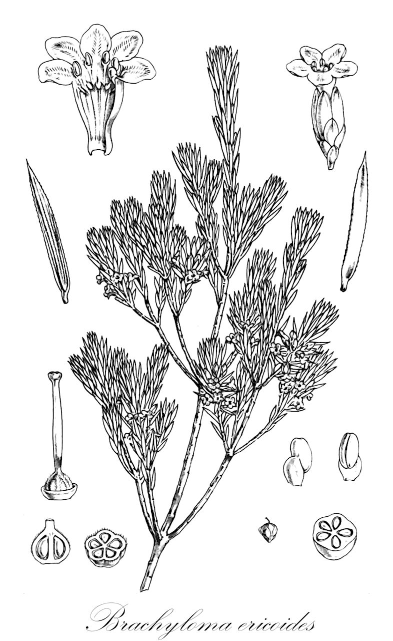 Brachyloma ericoides - Ericaceae,Plantae,Pteridobiotina,Angiosperms,Ericales,Ericaceae,Epacridoideae,Brachyloma,Brachyloma ericoides,Lobopogon ericoides, Styphelia lobopogona