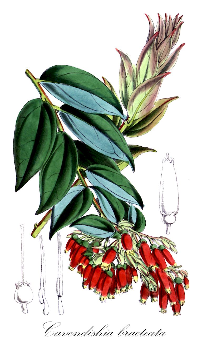 Cavendishia bracteata - Ericaceae,Plantae,Pteridobiotina,Angiosperms,Ericales,Ericaceae,Vaccinioideae,Cavendishia,Cavendishia bracteata,Andromeda trinervis, Cavendishia beckmanniana, Cavendishia benthamiana, Cavendishia campii, Cavendishia chiapensis, Cavendishia cordata, Cavendishia cordifolia, Cavendishia costaricensis, Cavendishia crassifolia, Cavendishia dichroa, Cavendishia dugandiana, Cavendishia durifolia, Cavendishia gracilis, Cavendishia guatemalensis var. chiapensis, Cavendishia hartwegiana, Cavendishia hendersonii, Cavendishia hoffmannii, Cavendishia killipii, Cavendishia lehmannii, Cavendishia melastomoides, Cavendishia miconioides, Cavendishia montana, Cavendishia peruviana, Cavendishia pilgeriana, Cavendishia pseudopubescens, Cavendishia pubescens var. microphylla, Cavendishia rigidifolia, Cavendishia sandemanii, Cavendishia scabriuscula, Cavendishia secundiflora, Cavendishia sillarensis, Cavendishia skutchii, Cavendishia smithii, Cavendishia splendens, Cavendishia splendens, Cavendishia strobilifera, Cavendishia tubiflora, Cavendishia ulbrichiana, Cavendishia ulei, Cavendishia veraguensis, Cavendishia warscewiczii, Chupalon acuminatum, Chupalon benthamianum, Chupalon bracteatum, Chupalon cordatum, Chupalon cordifolium, Chupalon crassifolium, Chupalon hartwegianum, Chupalon latifolium, Chupalon laurifolium, Chupalon pseudopubescens, Chupalon scabriusculum, Chupalon splendens, Chupalon strobiliferum, Chupalon veraguense, Chupalon warscewiczii, Polyboea crassifolia, Polyboea velutina, Proclesia acuminata, Proclesia benthamiana, Proclesia bracteata, Proclesia cordata, Proclesia cordifolia, Proclesia hartwegiana, Proclesia melastomoides, Proclesia pseudo-pubescens, Proclesia scabriuscula, Proclesia splendens, Proclesia strobilifera, Proclesia veraguensis, Proclesia warscewiczii, Thibaudia bracteata, Thibaudia cordifolia, Thibaudia crassifolia, Thibaudia melastomoides, Thibaudia mexicana, Thibaudia pubescens var. parvifolia, Thibaudia scabriuscula, Thibaudia strobilifera