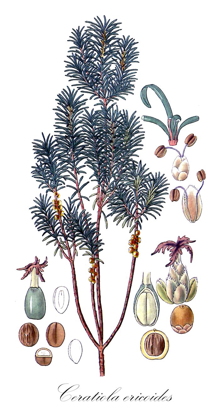 Ceratiola ericoides - Ericaceae,Plantae,Pteridobiotina,Angiosperms,Ericales,Ericaceae,Ericoideae,Ceratiola,Ceratiola ericoides,Ceratiola falcatula, Empetrum aciculare