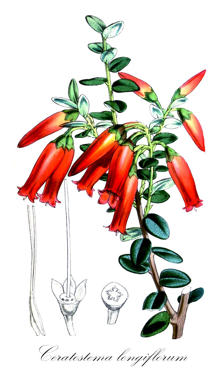 Ceratostema longiflorum - Ericaceae,Plantae,Pteridobiotina,Angiosperms,Ericales,Ericaceae,Vaccinioideae,Ceratostema,Ceratostema longiflorum,Anthopterus longiflorus