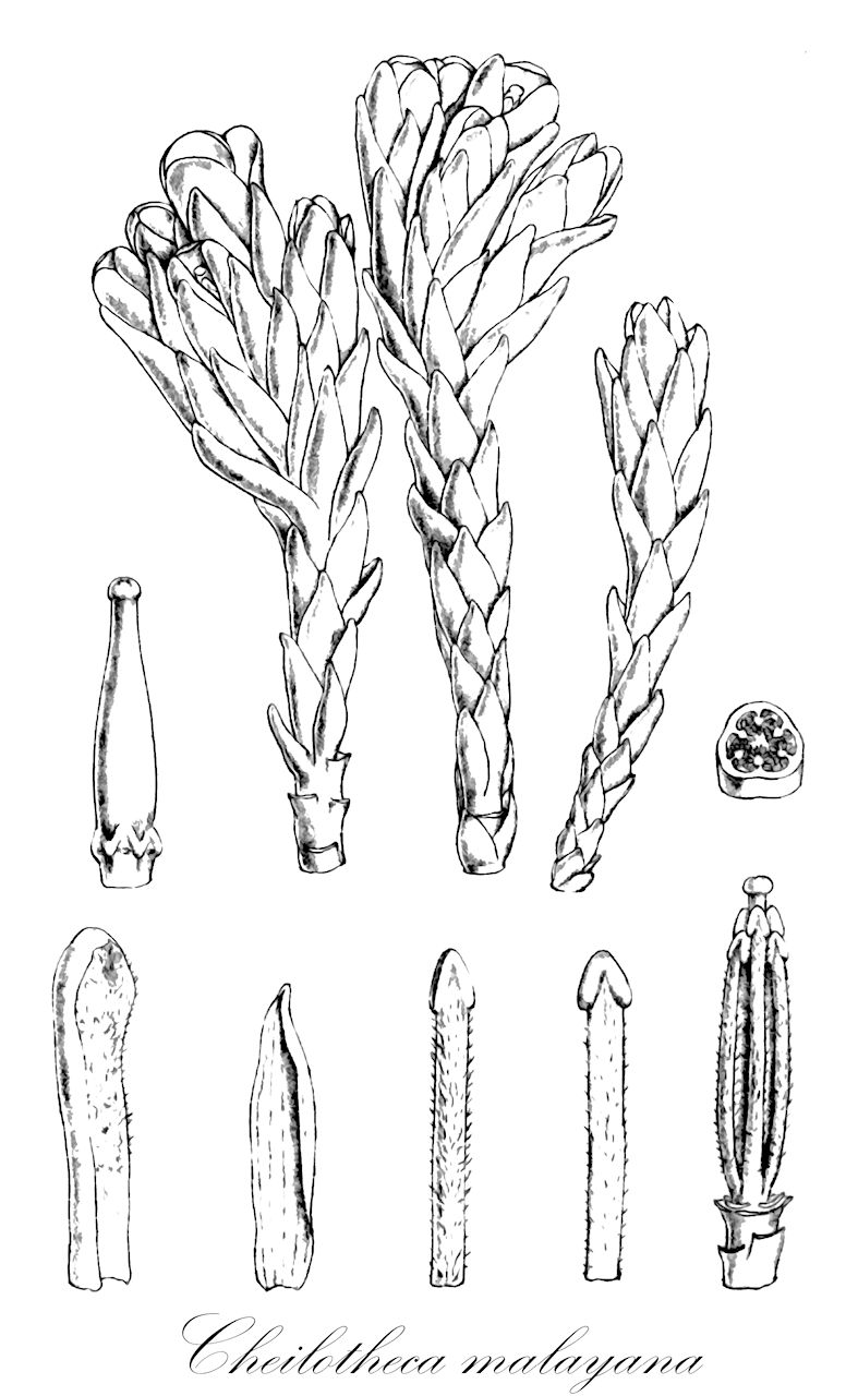 Cheilotheca malayana - Ericaceae,Plantae,Pteridobiotina,Angiosperms,Ericales,Ericaceae,Monotropoideae,Cheilotheca,Cheilotheca malayana,Andresia malayana, Wirtgenia malayana