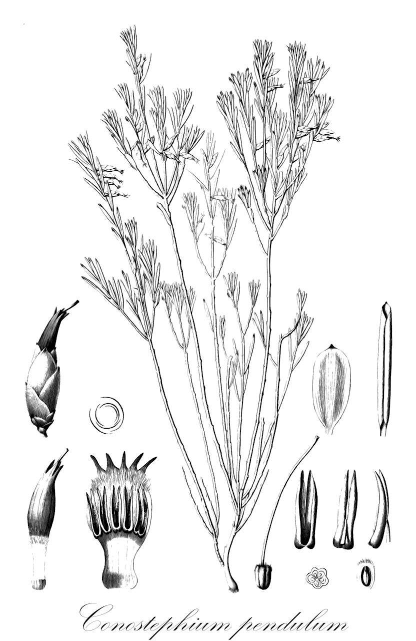 Conostephium pendulum - Ericaceae,Plantae,Pteridobiotina,Angiosperms,Ericales,Ericaceae,Epacridoideae,Conostephium,Conostephium pendulum,Styphelia conostephium