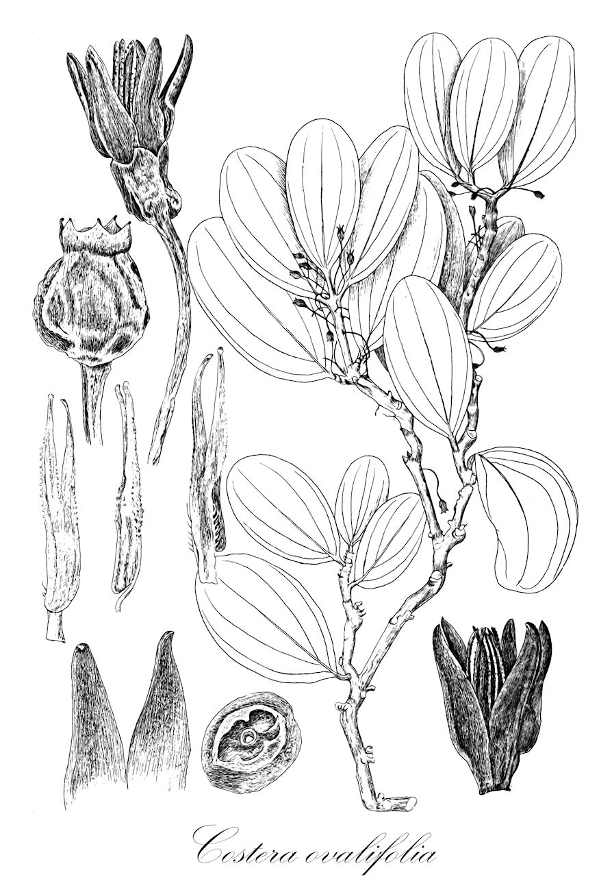Costera ovalifolia - Ericaceae,Plantae,Pteridobiotina,Angiosperms,Ericales,Ericaceae,Vaccinioideae,Costera,Costera ovalifolia,Costera elegans