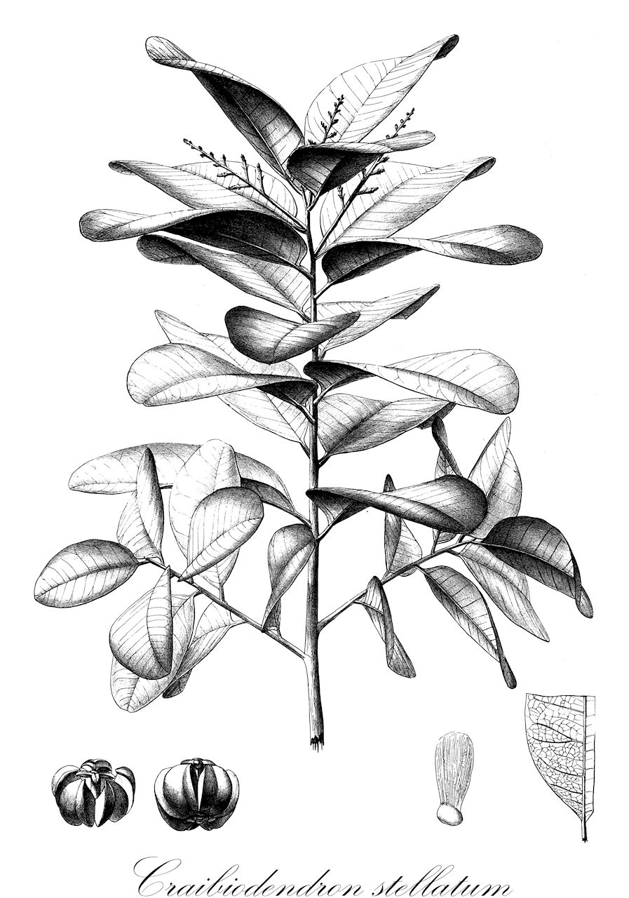 Craibiodendron stellatum - Ericaceae,Plantae,Pteridobiotina,Angiosperms,Ericales,Ericaceae,Vaccinioideae,Craibiodendron,Craibiodendron stellatum,Craibiodendron shanicum