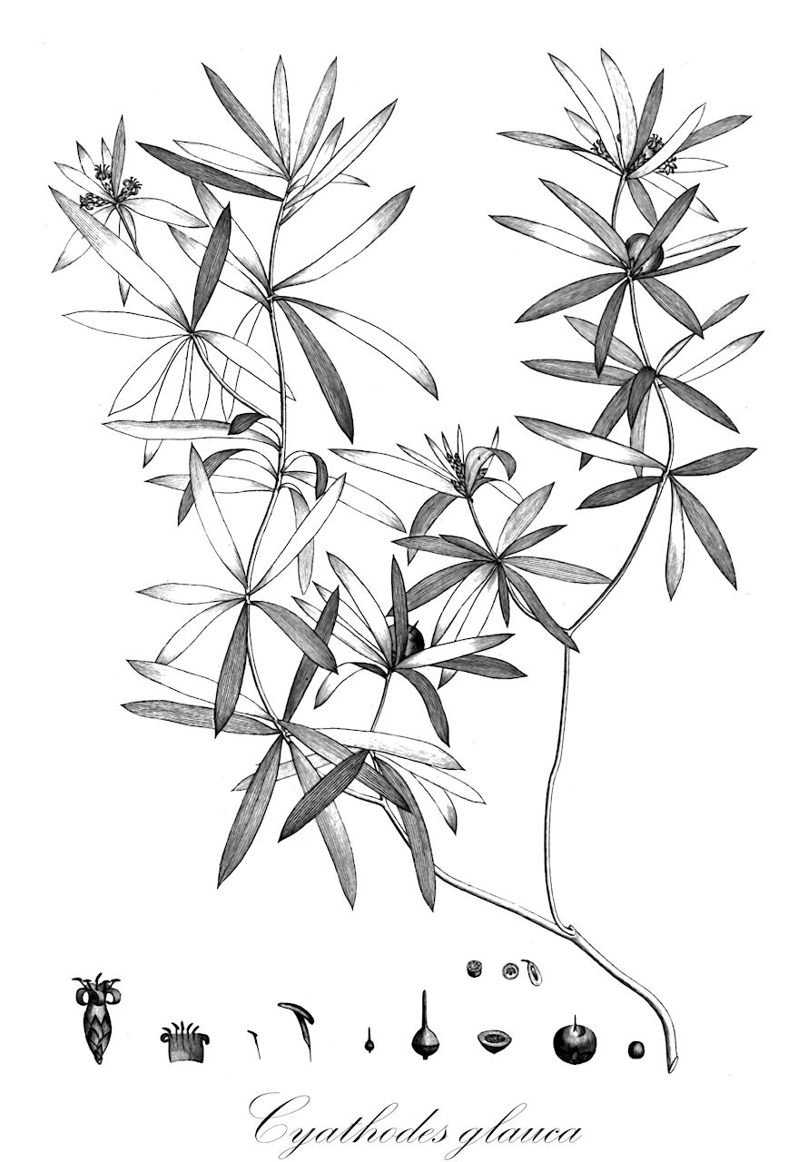 Cyathodes glauca - Ericaceae,Plantae,Pteridobiotina,Angiosperms,Ericales,Ericaceae,Epacridoideae,Cyathodes,Cyathodes glauca,Cyathodes glauca var. brevifolia, Styphelia billardierei, Trochocarpa glauca