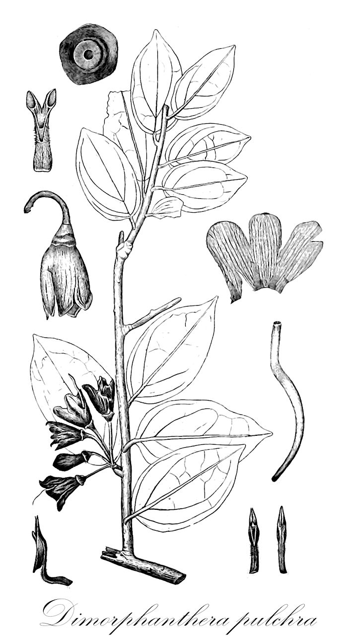 Dimorphanthera pulchra - Ericaceae,Plantae,Pteridobiotina,Angiosperms,Ericales,Ericaceae,Vaccinioideae,Dimorphanthera,Dimorphanthera pulchra,Dimorphanthera moluccana
