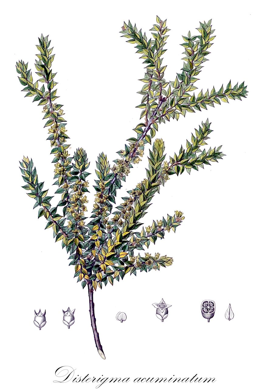 Disterigma acuminatum - Ericaceae,Plantae,Pteridobiotina,Angiosperms,Ericales,Ericaceae,Vaccinioideae,Disterigma,Disterigma acuminatum,Disterigma dendrophilum, Disterigma elassanthum, Disterigma microphyllum, Gaylussacia microphylla, Metagonia acuminata, Vaccinium acuminatum, Vaccinium dendrophilum