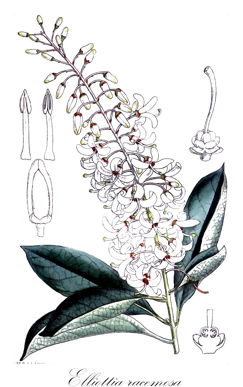 Elliottia racemosa - Ericaceae,Plantae,Pteridobiotina,Angiosperms,Ericales,Ericaceae,Ericoideae,Elliottia,Elliottia racemosa,Elliottia muhlea,georgia-plume