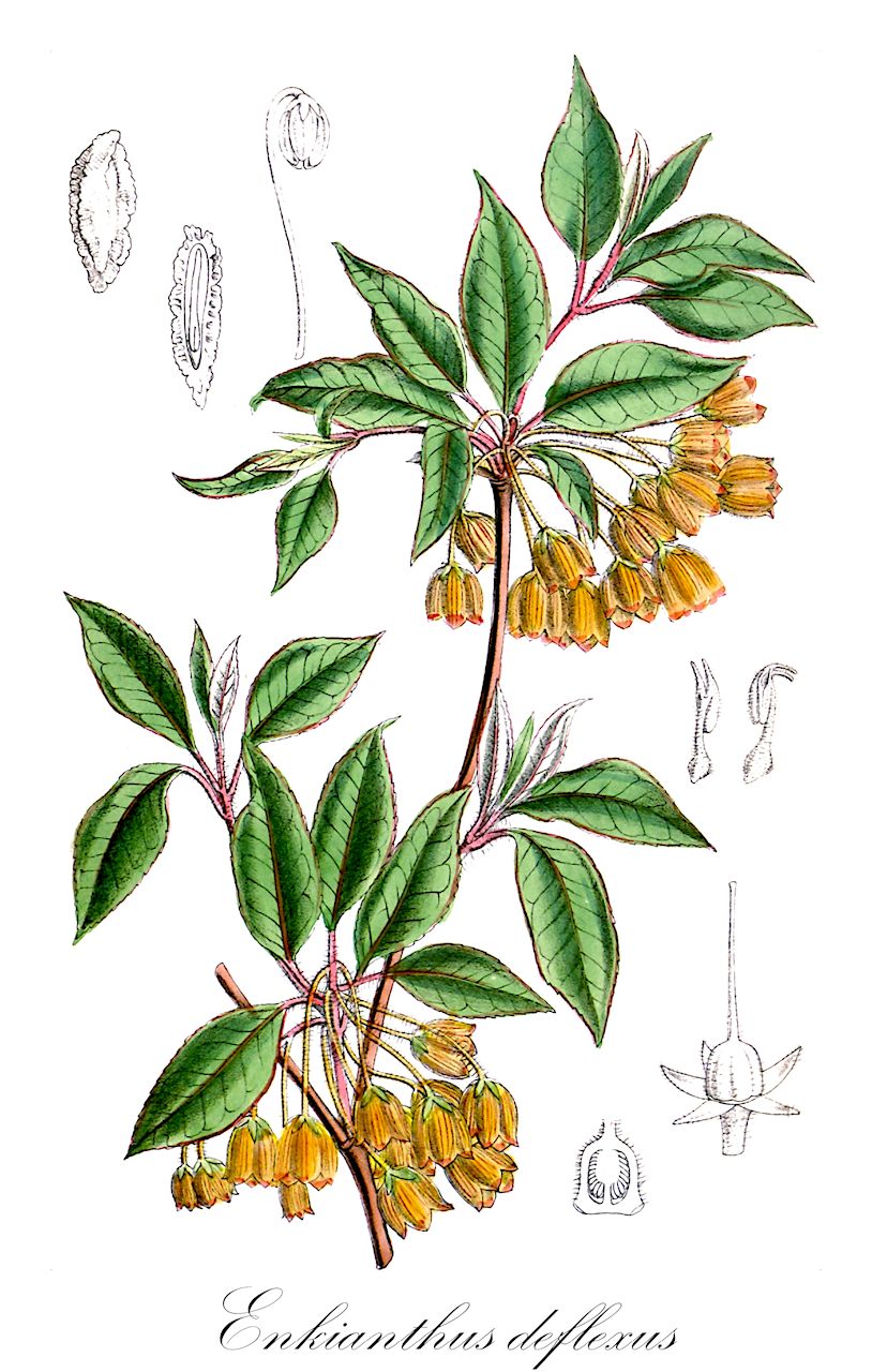 Enkianthus deflexus - Ericaceae,Plantae,Pteridobiotina,Angiosperms,Ericales,Ericaceae,Enkianthoideae,Enkianthus,Enkianthus sect. Enkiantella,Enkianthus deflexus,Enkianthus deflexus var. variegatus, Enkianthus himalaicus, Enkianthus indicus, Enkianthus sulcatus, Enkianthus variegatus, Meisteria deflexa, Rhodora deflexa