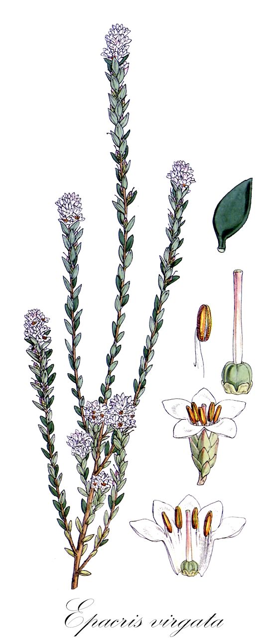 Epacris virgata - Ericaceae,Plantae,Pteridobiotina,Angiosperms,Ericales,Ericaceae,Epacridoideae,Epacris,Epacris virgata,Epacris exserta var. virgata