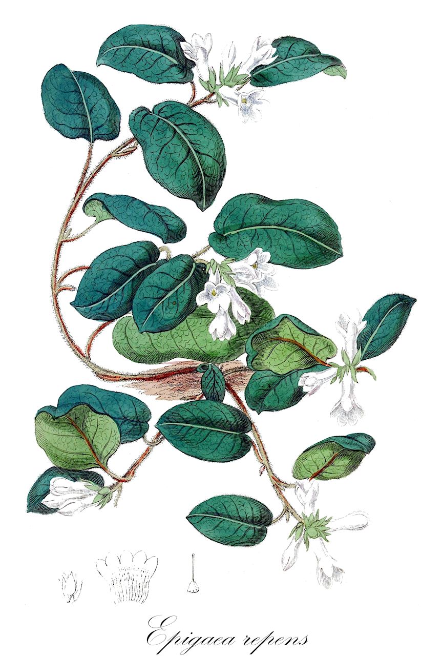 Epigaea repens - Ericaceae,Plantae,Pteridobiotina,Angiosperms,Ericales,Ericaceae,Ericoideae,Epigaea,Epigaea repens,Epigaea repens f. plena, Epigaea repens f. repens, Epigaea repens f. rosea, Epigaea repens f. rubicunda, Epigaea repens var. glabrifolia, Epigaea repens var. repens, Epigaea repens var. rubicunda, Epigaea rubicunda,ground laurel;mayflower