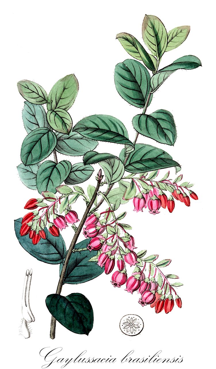 Gaylussacia brasiliensis - Ericaceae,Plantae,Pteridobiotina,Angiosperms,Ericales,Ericaceae,Vaccinioideae,Gaylussacia,Gaylussacia brasiliensis,Agarista ciliata, Agarista coccinea, Andromeda candida, Andromeda coccinea, Brossaea candida, Gaultheria candida, Gaylussacia brasiliensis var. brasiliensis, Gaylussacia brasiliensis var. cuneata, Gaylussacia brasiliensis var. myrtifolia, Gaylussacia brasiliensis var. oblongifolia, Gaylussacia brasiliensis var. obovata, Gaylussacia brasiliensis var. sellowii, Gaylussacia myrtifolia, Gaylussacia pseudovaccinium, Gaylussacia pseudovaccinium var. glabra, Gaylussacia sellowiana, Gaylussacia venusta, Lussacia vaccinium, Vaccinium brasiliense