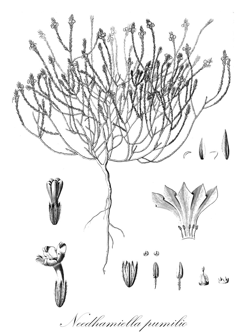 Needhamiella pumilio - Ericaceae,Plantae,Pteridobiotina,Angiosperms,Ericales,Ericaceae,Epacridoideae,Needhamiella,Needhamiella pumilio,Monotoca pumilio, Needhamia pumilio