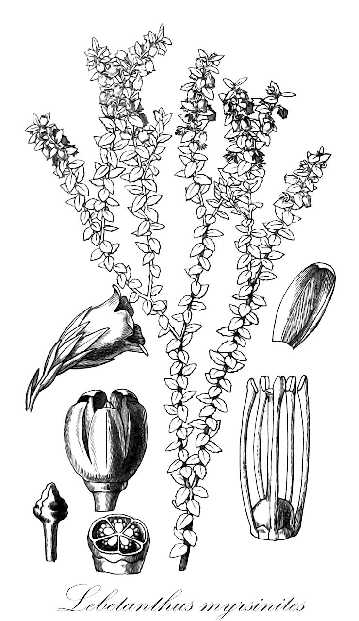 Lebetanthus myrsinites - Ericaceae,Plantae,Pteridobiotina,Angiosperms,Ericales,Ericaceae,Epacridoideae,Lebetanthus,Lebetanthus myrsinites,Andromeda myrsinites, Arbutus microphylla, Lebetanthus americanus, Lebetanthus americanus, Pernettya microphylla, Pernettya myrsinites, Prionotes americana, Prionotes myrsinites