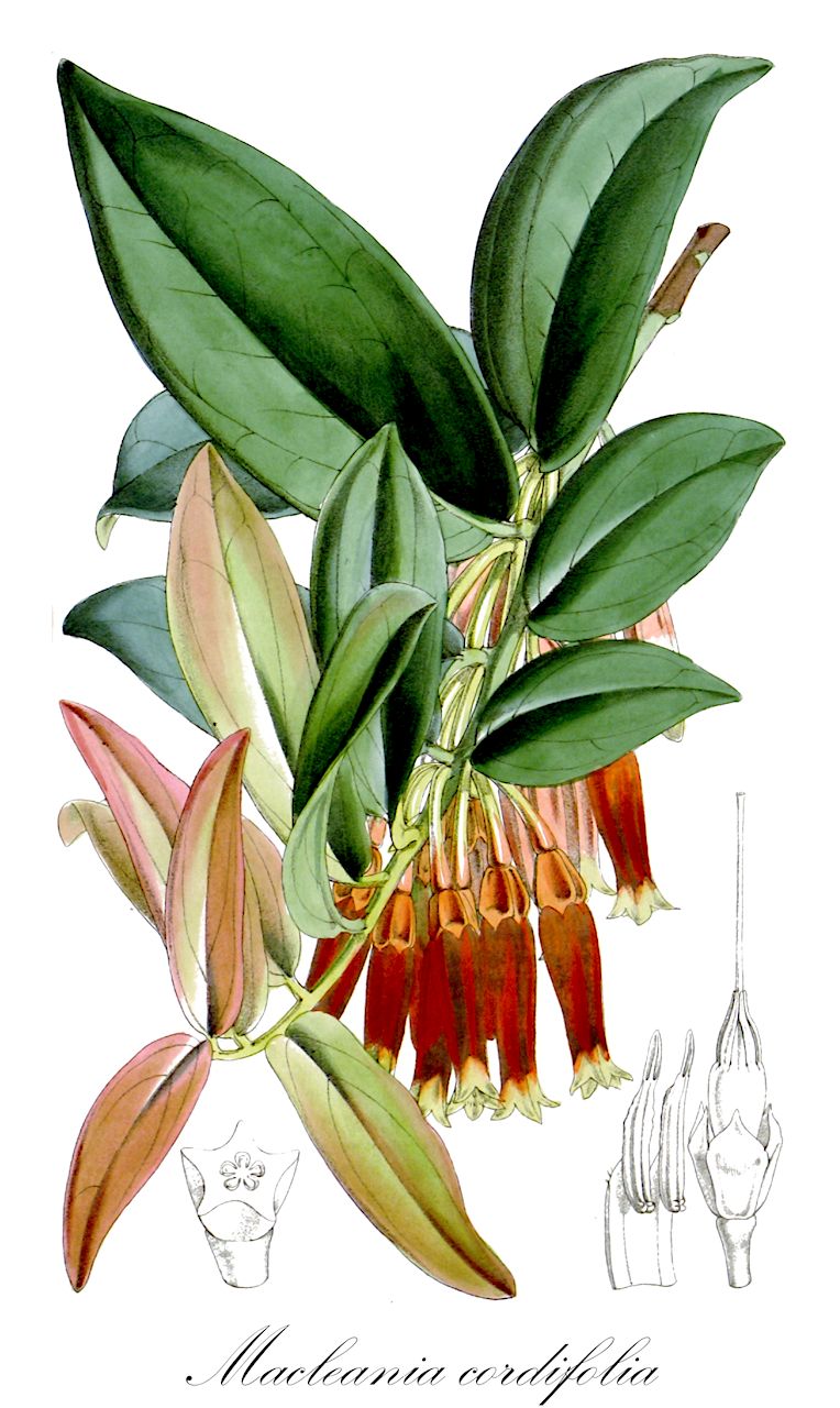 Macleania cordifolia - Ericaceae,Plantae,Pteridobiotina,Angiosperms,Ericales,Ericaceae,Vaccinioideae,Macleania,Macleania cordifolia,Macleania punctata