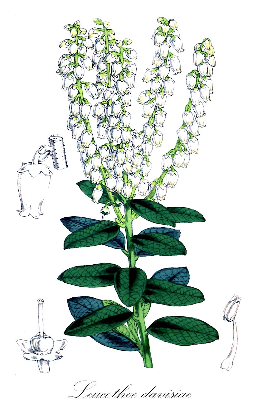 Leucothoe davisiae - Ericaceae,Plantae,Pteridobiotina,Angiosperms,Ericales,Ericaceae,Epacridoideae,Leucothoe,Leucothoe davisiae,Oreocallis davisiae