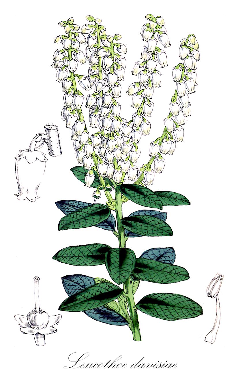 Leucothoe davisiae - Ericaceae,Plantae,Pteridobiotina,Angiosperms,Ericales,Ericaceae,Epacridoideae,Leucothoe,Leucothoe davisiae,Oreocallis davisiae