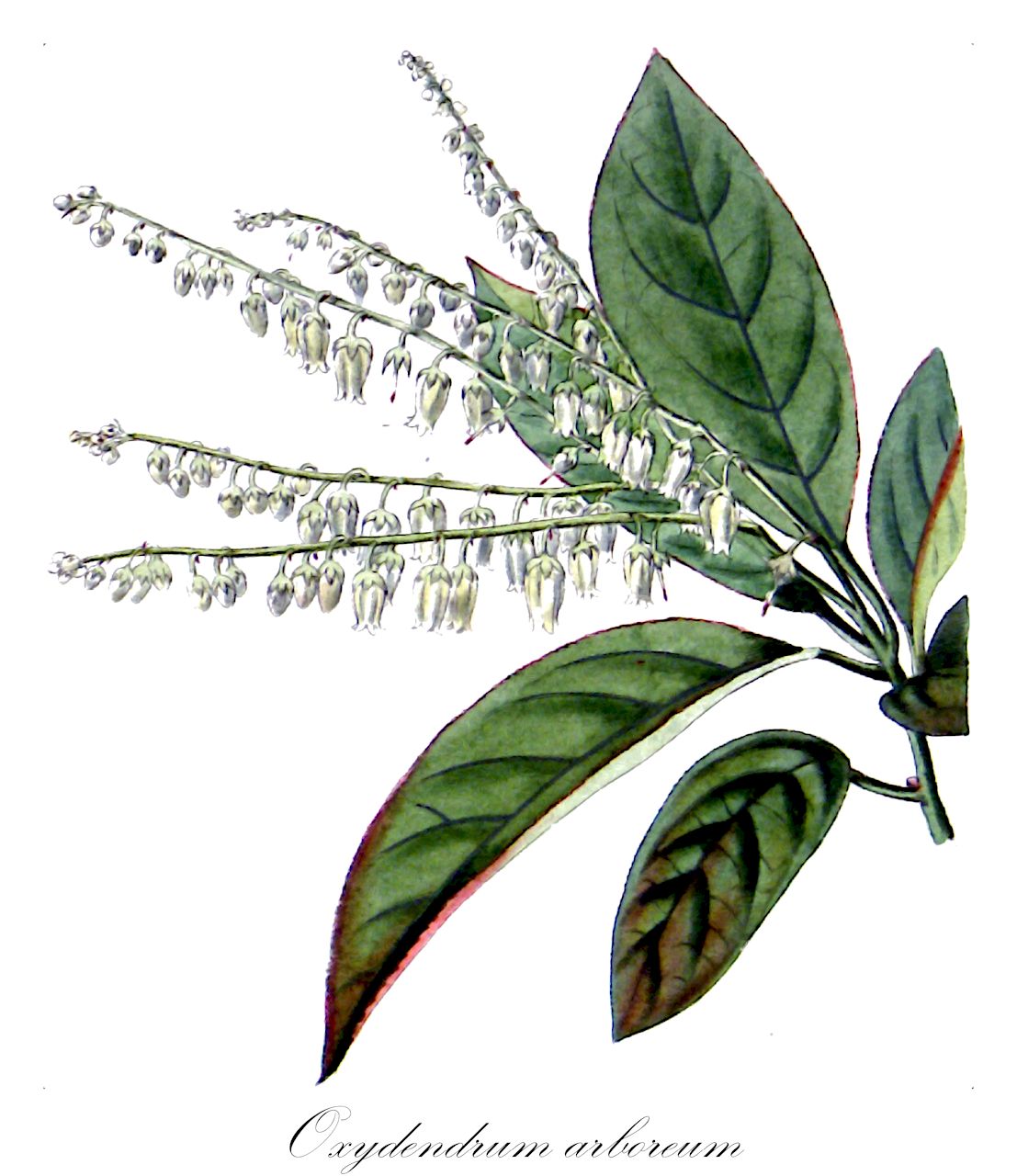 Oxydendrum arboreum - Ericaceae,Plantae,Pteridobiotina,Angiosperms,Ericales,Ericaceae,Vaccinioideae,Oxydendrum,Oxydendrum arboreum,Andromeda arborea,Sauerbaum