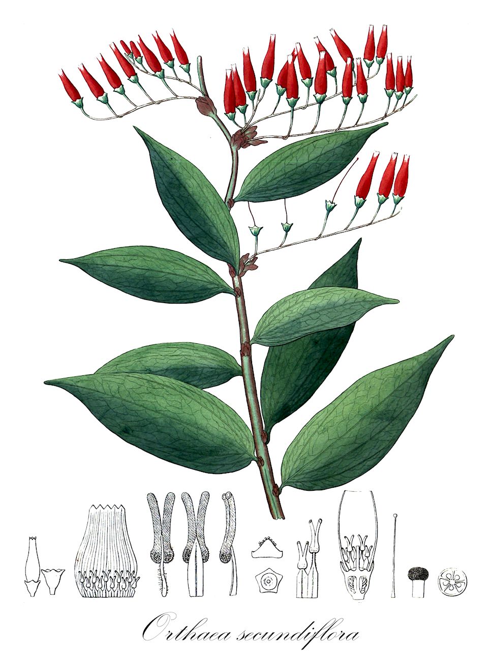 Orthaea secundiflora - Ericaceae,Plantae,Pteridobiotina,Angiosperms,Ericales,Ericaceae,Vaccinioideae,Orthaea,Orthaea secundiflora,Thibaudia secundiflora