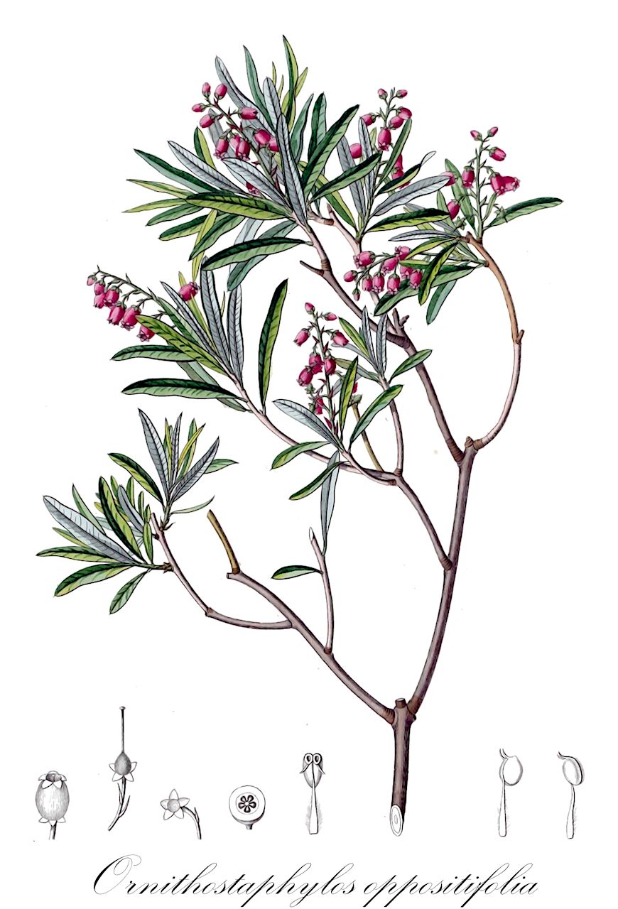 Ornithostaphylos oppositifolia - Ericaceae,Plantae,Pteridobiotina,Angiosperms,Ericales,Ericaceae,Arbutoideae,Ornithostaphylos,Ornithostaphylos oppositifolia,Arctostaphylos oppositifolia, Arctostaphylos polifolia, Arctostaphylos salicifolia