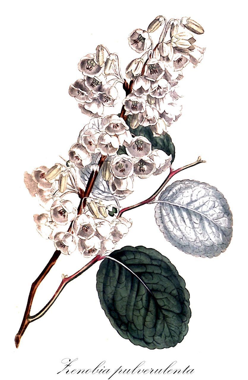 Zenobia pulverulenta - Ericaceae,Plantae,Pteridobiotina,Angiosperms,Ericales,Ericaceae,Vaccinioideae,Zenobia,Zenobia pulverulenta,Andromeda cassinefolia, Andromeda cassinefolia var. pulverulenta, Andromeda pulverulenta, Andromeda pulverulenta, Andromeda pulverulenta var. nuda, Andromeda speciosa var. pulverulenta, Zenobia cassinefolia, Zenobia pulverulenta f. nitida, Zenobia pulverulenta f. nuda, Zenobia pulverulenta f. pulverulenta, Zenobia pulverulenta var. nuda,Gewöhnliche Zenobie;Zenobie;honey-cup