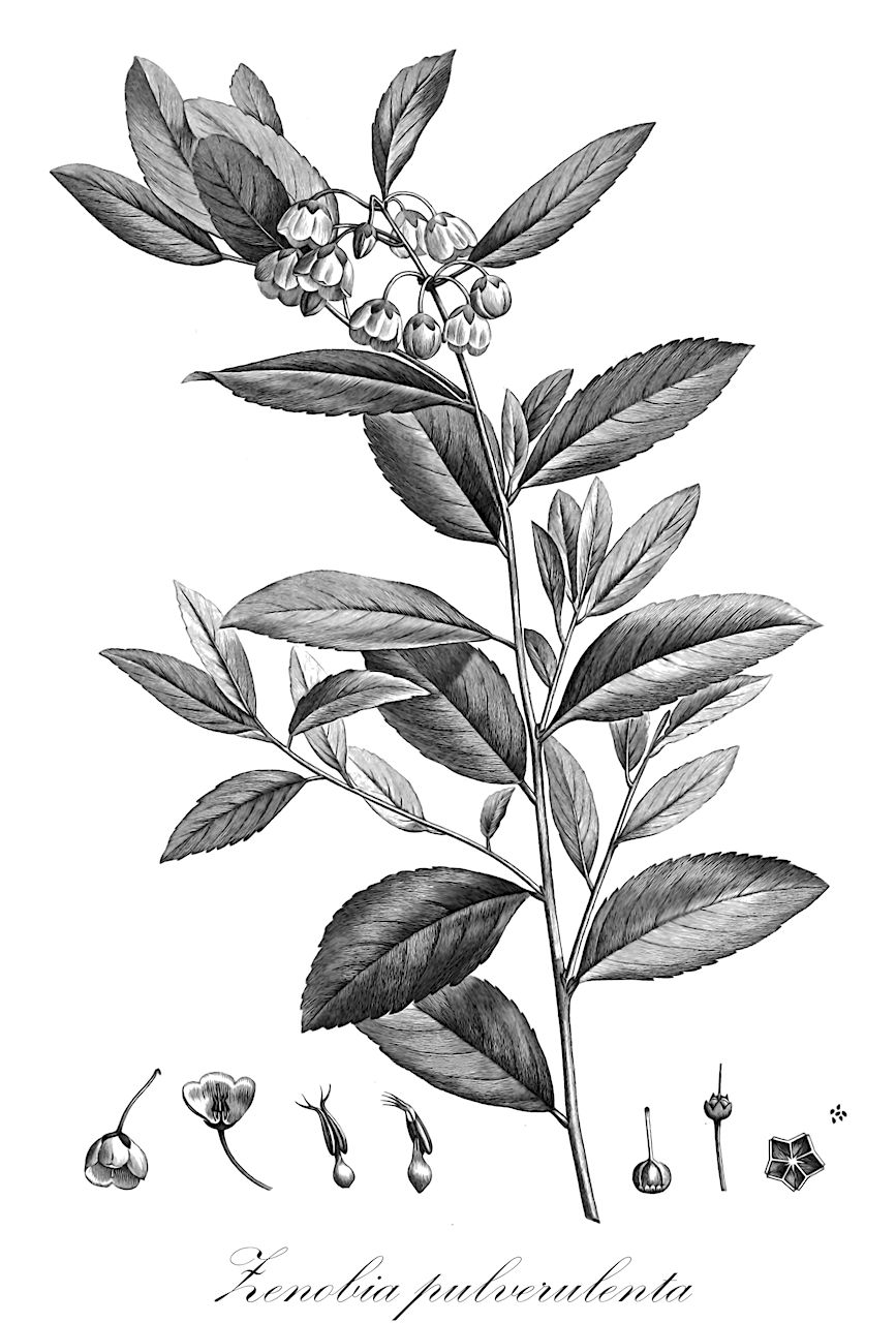 Zenobia pulverulenta - Ericaceae,Plantae,Pteridobiotina,Angiosperms,Ericales,Ericaceae,Vaccinioideae,Zenobia,Zenobia pulverulenta,Andromeda cassinefolia, Andromeda cassinefolia var. pulverulenta, Andromeda pulverulenta, Andromeda pulverulenta, Andromeda pulverulenta var. nuda, Andromeda speciosa var. pulverulenta, Zenobia cassinefolia, Zenobia pulverulenta f. nitida, Zenobia pulverulenta f. nuda, Zenobia pulverulenta f. pulverulenta, Zenobia pulverulenta var. nuda,Gewöhnliche Zenobie;Zenobie;honey-cup