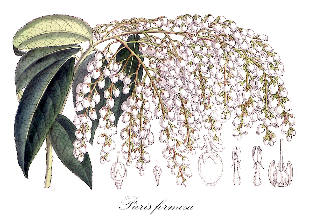 Pieris formosa - Ericaceae,Plantae,Pteridobiotina,Angiosperms,Ericales,Ericaceae,Vaccinioideae,Pieris,Pieris formosa,Andromeda formosa, Lyonia formosa, Pieris bodinieri, Pieris formosa f. longiracemosa, Pieris formosa var. forrestii, Pieris forrestii, Pieris japonica subsp. formosa