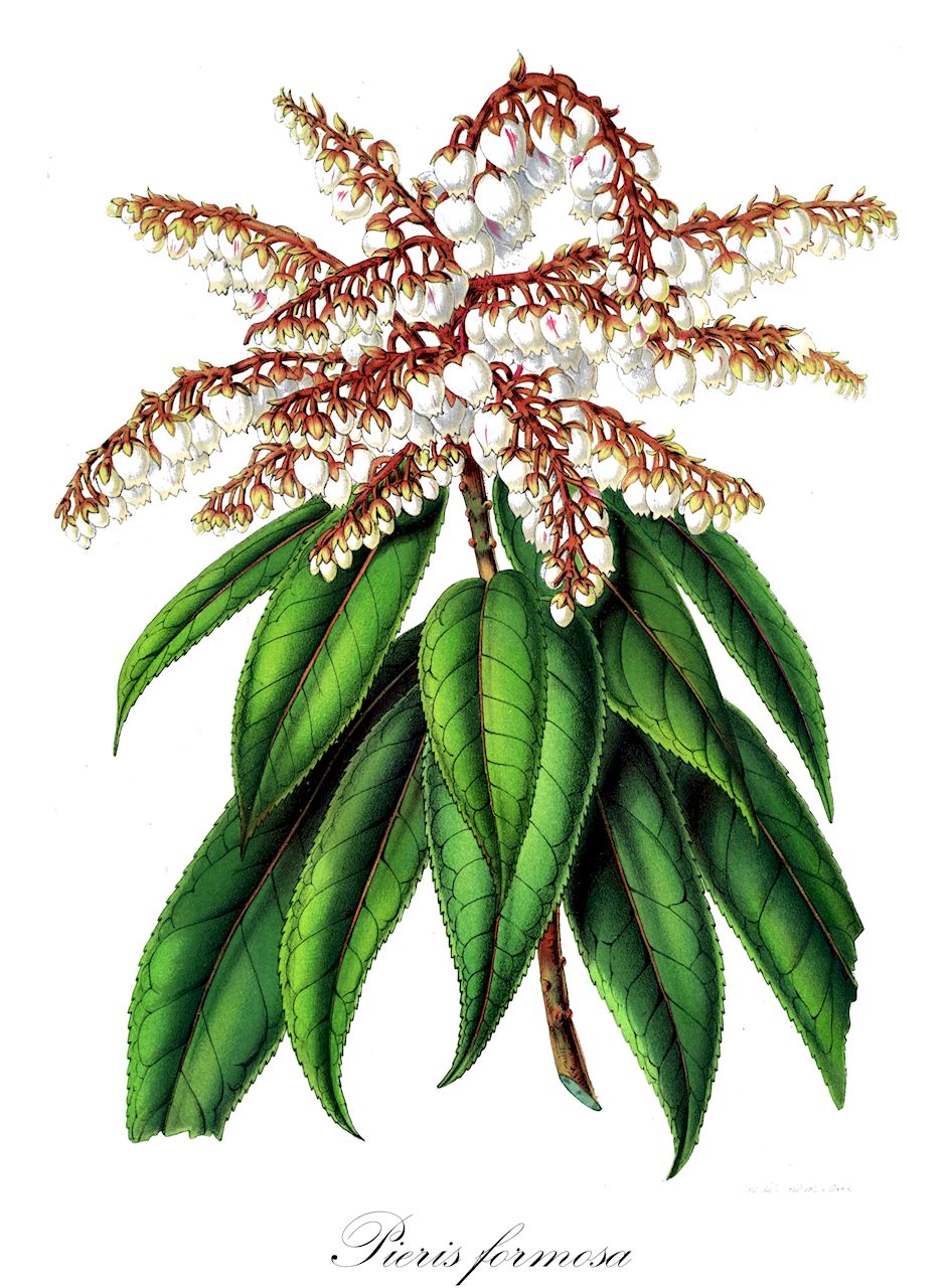 Pieris formosa - Ericaceae,Plantae,Pteridobiotina,Angiosperms,Ericales,Ericaceae,Vaccinioideae,Pieris,Pieris formosa,Andromeda formosa, Lyonia formosa, Pieris bodinieri, Pieris formosa f. longiracemosa, Pieris formosa var. forrestii, Pieris forrestii, Pieris japonica subsp. formosa