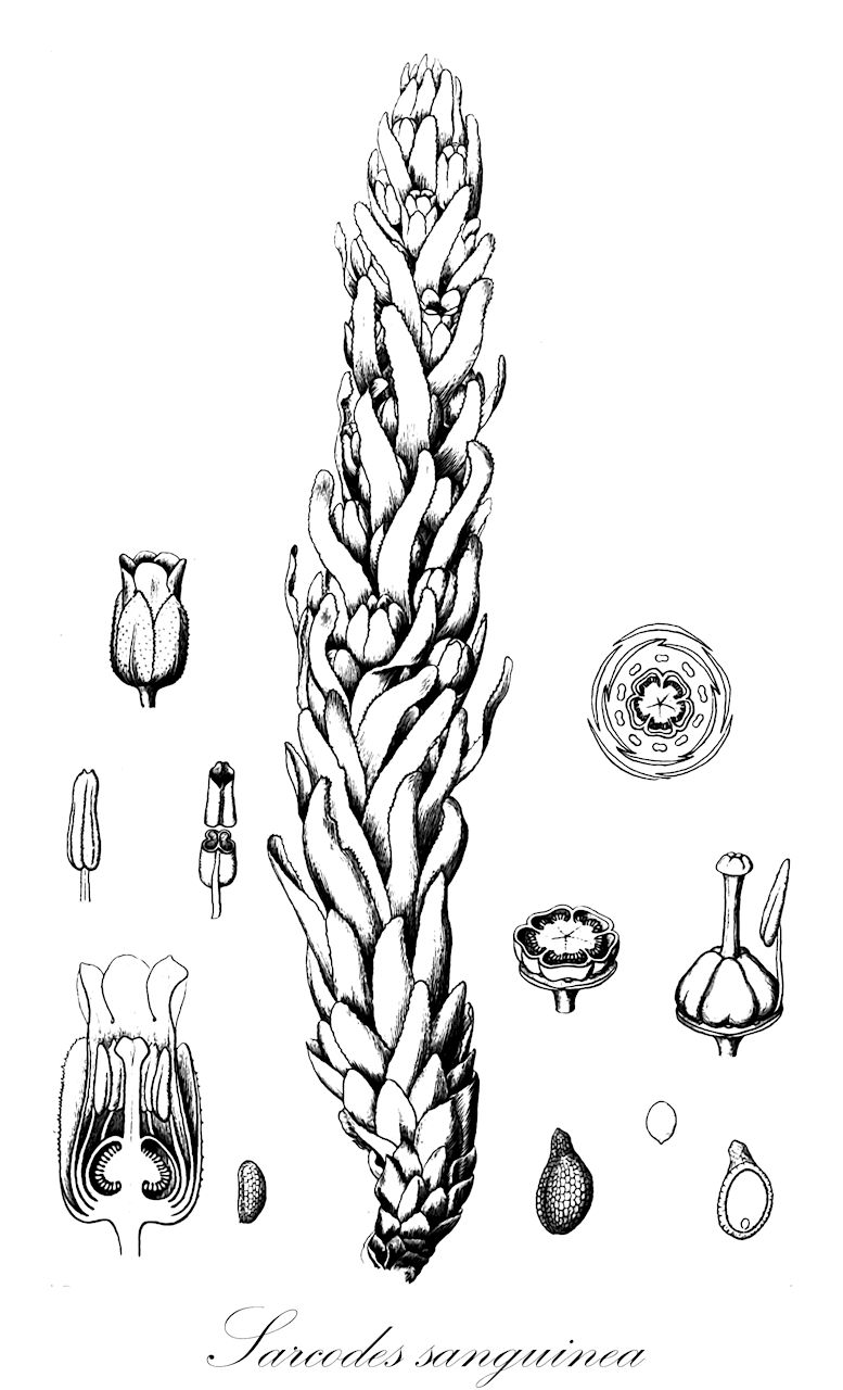Sarcodes sanguinea - Ericaceae,Plantae,Pteridobiotina,Angiosperms,Ericales,Ericaceae,Monotropoideae,Sarcodes,Sarcodes sanguinea,Pterosporopsis sanguinea, Pterosporopsis sonoraensis,snow plant