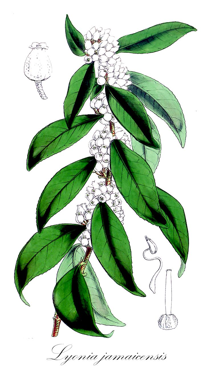 Lyonia jamaicensis - Ericaceae,Plantae,Pteridobiotina,Angiosperms,Ericales,Ericaceae,Vaccinioideae,Lyonia,Lyonia jamaicensis,Andromeda jamaicensis, Cassandra jamaicensis, Leucothoe jamaicensis, Lyonia fasciculata, Xolisma fasciculata