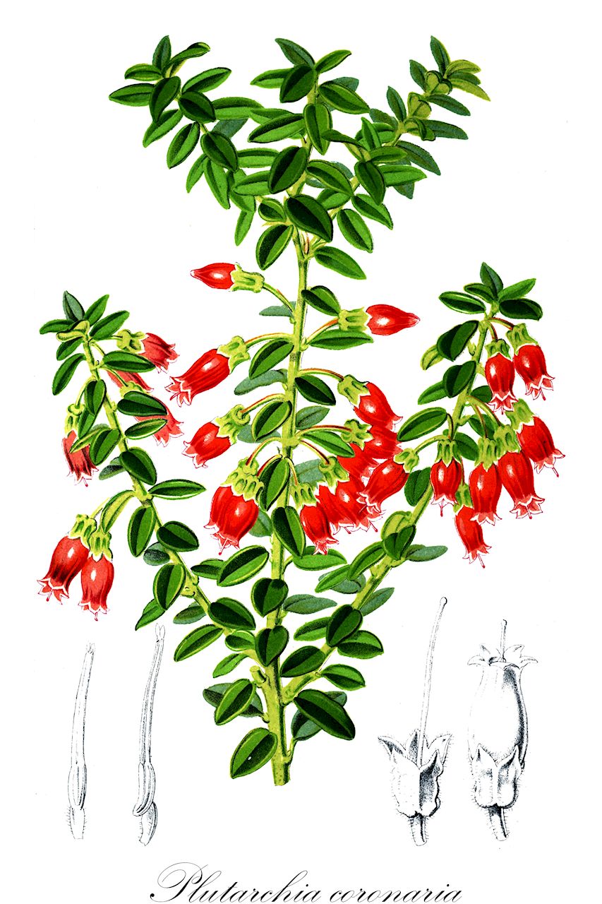Plutarchia coronaria - Ericaceae,Plantae,Pteridobiotina,Angiosperms,Ericales,Ericaceae,Vaccinioideae,Plutarchia,Plutarchia coronaria,Pellegrinia coronaria, Themistoclesia coronilla, Thibaudia coronaria