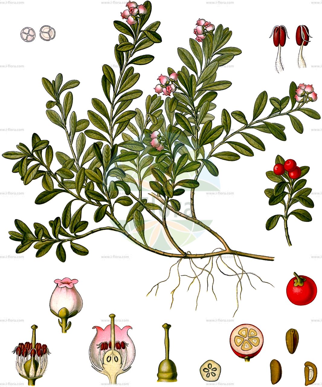 Arctostaphylos uva-ursi - Ericaceae,Plantae,Pteridobiotina,Angiosperms,Ericales,Ericaceae,Arbutoideae,Arctostaphylos,Arctostaphylos uva-ursi,Arbutus acerba, Arbutus buxifolia, Arbutus officinalis, Arbutus procumbens, Arbutus uva-ursi, Arctostaphylos adenotricha, Arctostaphylos alpina, Arctostaphylos angustifolia, Arctostaphylos officinalis, Arctostaphylos procumbens, Arctostaphylos uva-ursi f. adenotricha, Arctostaphylos uva-ursi f. coactilis, Arctostaphylos uva-ursi f. heterochroma, Arctostaphylos uva-ursi f. leobreweri, Arctostaphylos uva-ursi f. longipilosa, Arctostaphylos uva-ursi f. marinensis, Arctostaphylos uva-ursi f. stipitata, Arctostaphylos uva-ursi f. suborbiculata, Arctostaphylos uva-ursi f. uva-ursi, Arctostaphylos uva-ursi subsp. adenotricha, Arctostaphylos uva-ursi subsp. longipilosa, Arctostaphylos uva-ursi subsp. monoensis, Arctostaphylos uva-ursi subsp. stipitata, Arctostaphylos uva-ursi var. adenotricha, Arctostaphylos uva-ursi var. coactilis, Arctostaphylos uva-ursi var. fendleriana, Arctostaphylos uva-ursi var. leobreweri, Arctostaphylos uva-ursi var. marinensis, Arctostaphylos uva-ursi var. pacifica, Arctostaphylos uva-ursi var. saxicola, Arctostaphylos uva-ursi var. stipitata, Arctostaphylos uva-ursi var. suborbiculata, Arctostaphylos uva-ursi var. uva-ursi, Daphnidostaphylis fendleriana, Mairrania uva-ursi, Uva-ursi buxifolia, Uva-ursi procumbens, Uva-ursi procumbens var. adenotricha, Uva-ursi procumbens var. coactilis, Uva-ursi uva-ursi,Immergrüne Bärentraube;Echte Bärentraube;Sandbeere;Wolfsbeere;Arznei-Bärentraube;Bärentraube;Moosbeere;Steinbeere;Mehlbeere;bearberry;kinnikinnik;bousserole;raisin d'ours;bear's grape;common bearberry;creashak;hog cranberry;kinnikinick;mealberry;mountain box;red bearberry;sandberry;kinnikinnick;Busserole;Raisin d'ours commun;raisin d'ours;busserole officinale;arbousier trainant;arbousier raisin d'ours;arbousier traînant;busserole à feuilles épaisses;busserolle;busserolle officinale;buxerole;petit buis;uva de oso;gayuba;aguarilla;aguavilla;bujarola;galluva;gayuvera;gayuvilla;manzanicas de pastor;uvaduz;Uva ursina;uva orsina;sommacco di Russia;uva d'orso;berendruif;толокнянка медвежья;толокнянка обыкновенная;rrush arushe;barriuxes;boixereta;boixerina;boixerola;boixerola vera;farinell;faringoles;farinola;galllufera;gallufa;garallufa;muixes;raïm d'ossa;zimzelena medvjetka;mjölon;hede-melbærris;mącznica lekarska;vednozeleni gornik;orvosi medveszőlő;medvědice léčivá;medvědice lékařská;strugurii ursului;medvedica lekárska;мучниця звичайна;мечо грозде;harilik leesikas;mūžzaļā miltene;melbær;sianpuolukka;sortulyng;miltinė meškauogė;otso-mats