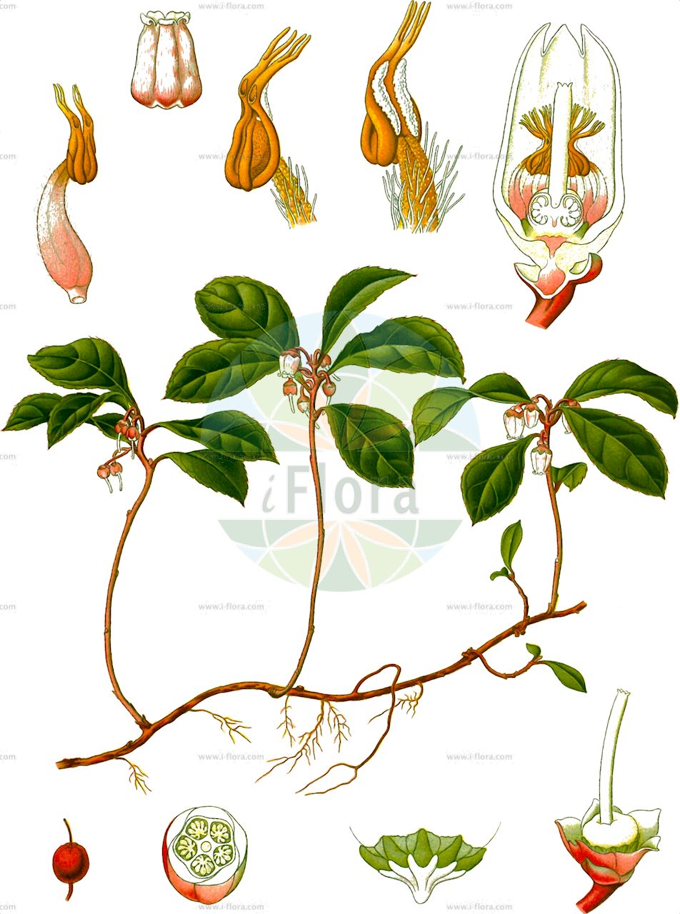 Gaultheria procumbens - Ericaceae,Plantae,Pteridobiotina,Angiosperms,Ericales,Ericaceae,Vaccinioideae,Gaultheria,Gaultheria procumbens,Brossaea procumbens, Gaultheria humilis, Gaultheria procumbens f. accrescens, Gaultheria procumbens f. elongata, Gaultheria procumbens f. leucocarpa, Gaultheria procumbens f. procumbens, Gaultheria procumbens f. suborbiculata, Gaultheria procumbens f. vitoidea, Gaultheria repens, Gautiera procumbens,Niedere Rebhuhnbeere;checkerberry;eastern teaberry;wintergreen;gaulthérie;gaulthérie couchée;thé de Jersey;гаультерия лежачая