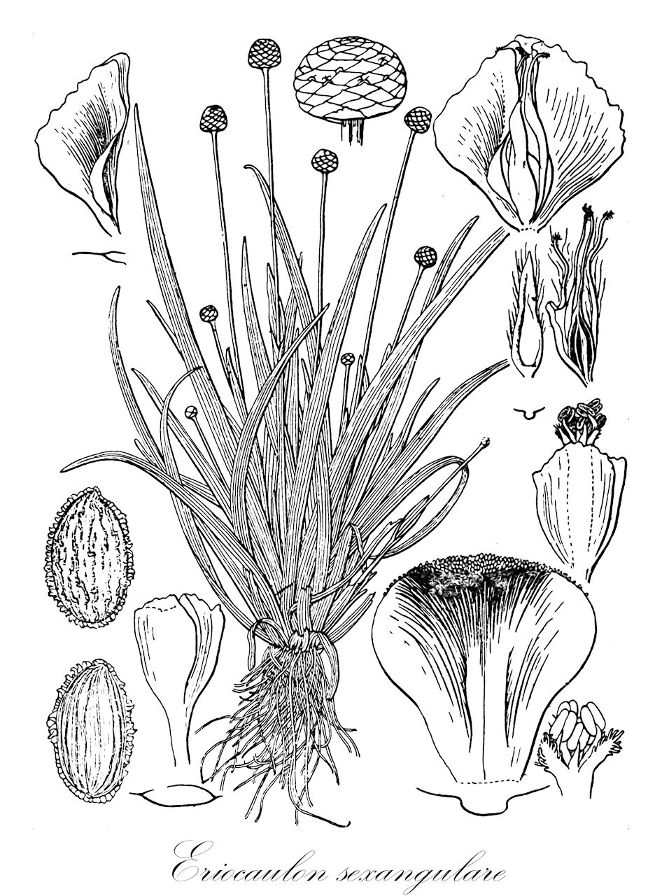 Eriocaulon sexangulare - Eriocaulaceae,Plantae,Pteridobiotina,Angiosperms,Poales,Eriocaulaceae,Eriocaulon,Eriocaulon sexangulare,Eriocaulon cantoniense, Eriocaulon cantoniensis, Eriocaulon consanguineum, Eriocaulon fergusonii, Eriocaulon kwangtungense, Eriocaulon miyagianum, Eriocaulon nitidum, Eriocaulon petrosepalum, Eriocaulon pterosepalum, Eriocaulon quadrangulare, Eriocaulon quadriangulare, Eriocaulon quinquangulare f. viviparum, Eriocaulon setaceum, Eriocaulon sexangulare var. micronesicum, Eriocaulon sinicum, Eriocaulon sinii, Eriocaulon tenue, Eriocaulon wallichianum, Eriocaulon wallichianum, Eriocaulon wallichianum, Eriocaulon wallichianum, Eriocaulon wallichianum var. tenellum, Eriocaulon willdenovianum var. fergusonii, Eriocaulon willdenowianum var. fergusonii