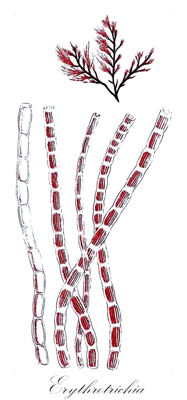 Erythrotrichia - Rhodophyta,Biota,Plantae,Rhodophyta,Metarhodophytina,Compsopogonophyceae,Erythropeltidales,Erythrotrichiaceae,Erythrotrichia