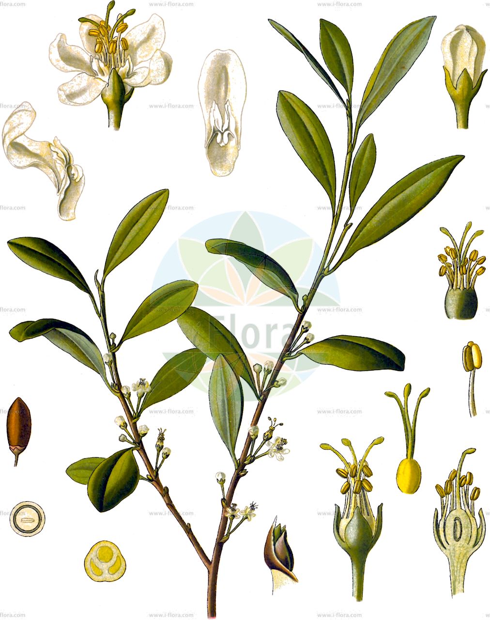 Erythroxylum coca - Erythroxylaceae,Plantae,Pteridobiotina,Angiosperms,Malpighiales,Erythroxylaceae,Erythroxylum,Erythroxylum coca,Koka;Peruanisches Rotholz;Cocastrauch;Kokastrauch;Rotholz