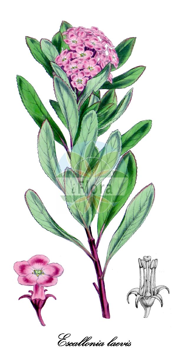 Escallonia laevis - Escalloniaceae,Plantae,Pteridobiotina,Angiosperms,Escalloniales,Escalloniaceae,Escallonia,Escallonia laevis,Escallonia humilis, Escallonia organensis, Vigieria laevis