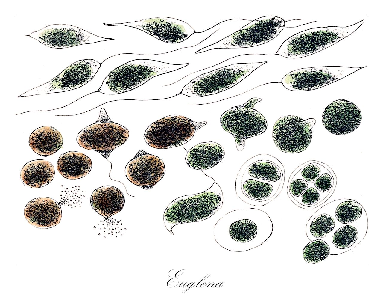Euglena - Euglenidae,Biota,Protozoa,Euglenozoa,Euglenoida,Dipilida,Spirocuta,Euglenophyceae,Euglenophycidae,Euglenida,Euglenidae,Euglena,Calliglena, Discoglena, Microcystis, Raphanella