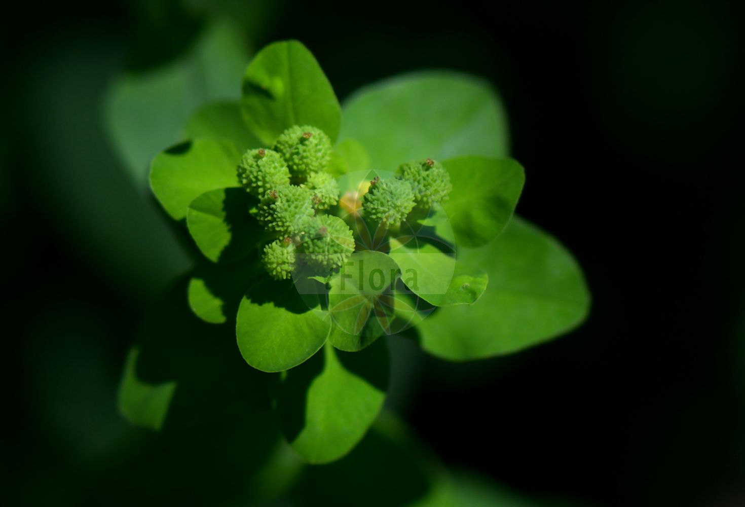 Euphorbia verrucosa - Euphorbiaceae,Plantae,Pteridobiotina,Angiosperms,Malpighiales,Euphorbiaceae,Euphorbia,Euphorbia verrucosa,Euphorbia brittingeri, Euphorbia costeana, Euphorbia costeana, Euphorbia epithymoides subsp. verrucosa, Euphorbia epithymoides var. verrucosa, Euphorbia ericetorum, Euphorbia flavicoma prol. costeana, Euphorbia flavicoma subsp. brittingeri, Euphorbia flavicoma subsp. costeana, Euphorbia flavicoma subsp. verrucosa, Euphorbia flavicoma subsp. verrucosa, Euphorbia flavicoma var. velutina, Euphorbia verrucosa, Euphorbia verrucosa f. montana, Euphorbia verrucosa f. velutina, Euphorbia verrucosa f. viridis, Euphorbia verrucosa var. densifolia, Euphorbia verrucosa var. montana, Euphorbia verrucosa var. truncata, Euphorbia verrucosa var. velutina, Euphorbia verrucosa var. viridis, Galarhoeus verrucosus, Tithymalus brittingeri, Tithymalus ericetorum, Tithymalus flavicomus subsp. brittingeri, Tithymalus flavicomus subsp. costeanus, Tithymalus verrucosus,Warzen-Wolfsmilch;Warzige Wolfsmilch;warty spurge;Euphorbe verruqueuse;Euforbia verrucosa;wrattige wolfsmelk;rriell;lleteresa verrucosa;bradavičasta mlječika;bradavičasti mleček;bibircses kutyatej