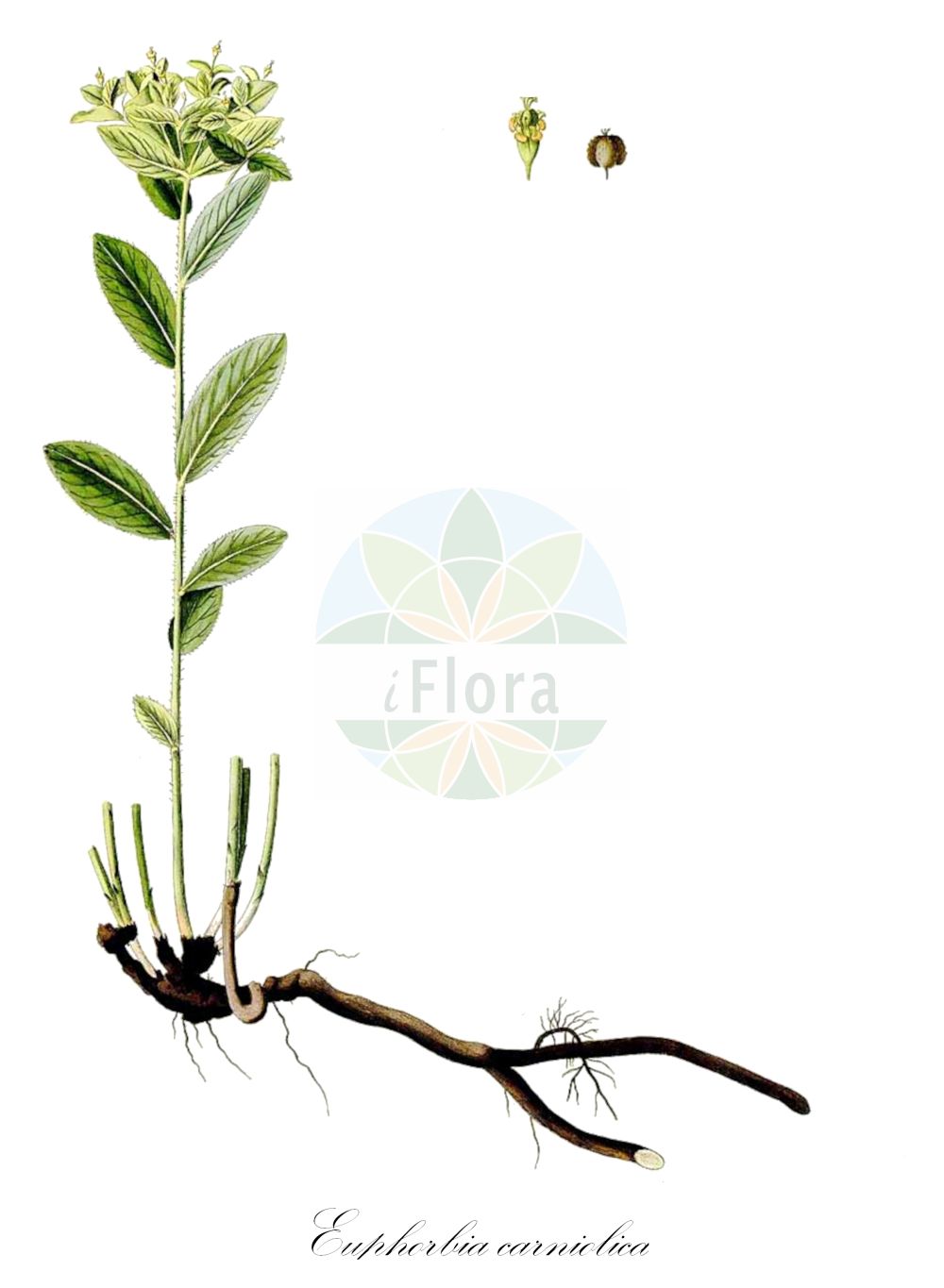 Euphorbia carniolica - Euphorbiaceae,Plantae,Pteridobiotina,Angiosperms,Malpighiales,Euphorbiaceae,Euphorbia,Euphorbia carniolica,Euphorbia ambigua, Euphorbia ambigua, Euphorbia angulata var. expansa, Euphorbia carniolica f. cordatobracteata, Euphorbia carniolica f. elliptica, Euphorbia carniolica f. expansa, Euphorbia carniolica subsp. expansa, Euphorbia carniolica var. ambigua, Euphorbia carniolica var. expansa, Euphorbia expansa, Euphorbia mehadiensis, Galarhoeus carniolicus, Tithymalus carniolicus,Krainer Wolfsmilch;Euphorbe de Carniole;Euforbia penzola;молочай крайнский;kranjska mlječika;kranjski mleček;молочай карніолійський